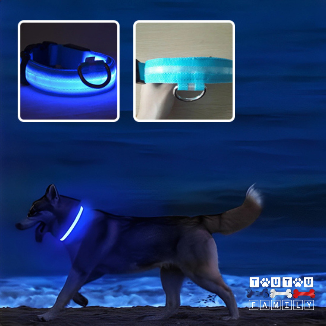 Collier lumineux pour chien - EclairToutou™