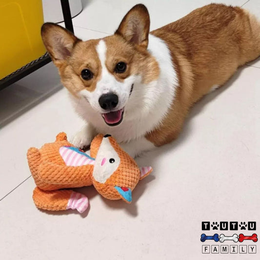 peluche-pour-chien-peluche-solide-sans-danger-un-chien-de-race-welsh-corgi-heureux-avec-sa-peluche-renard