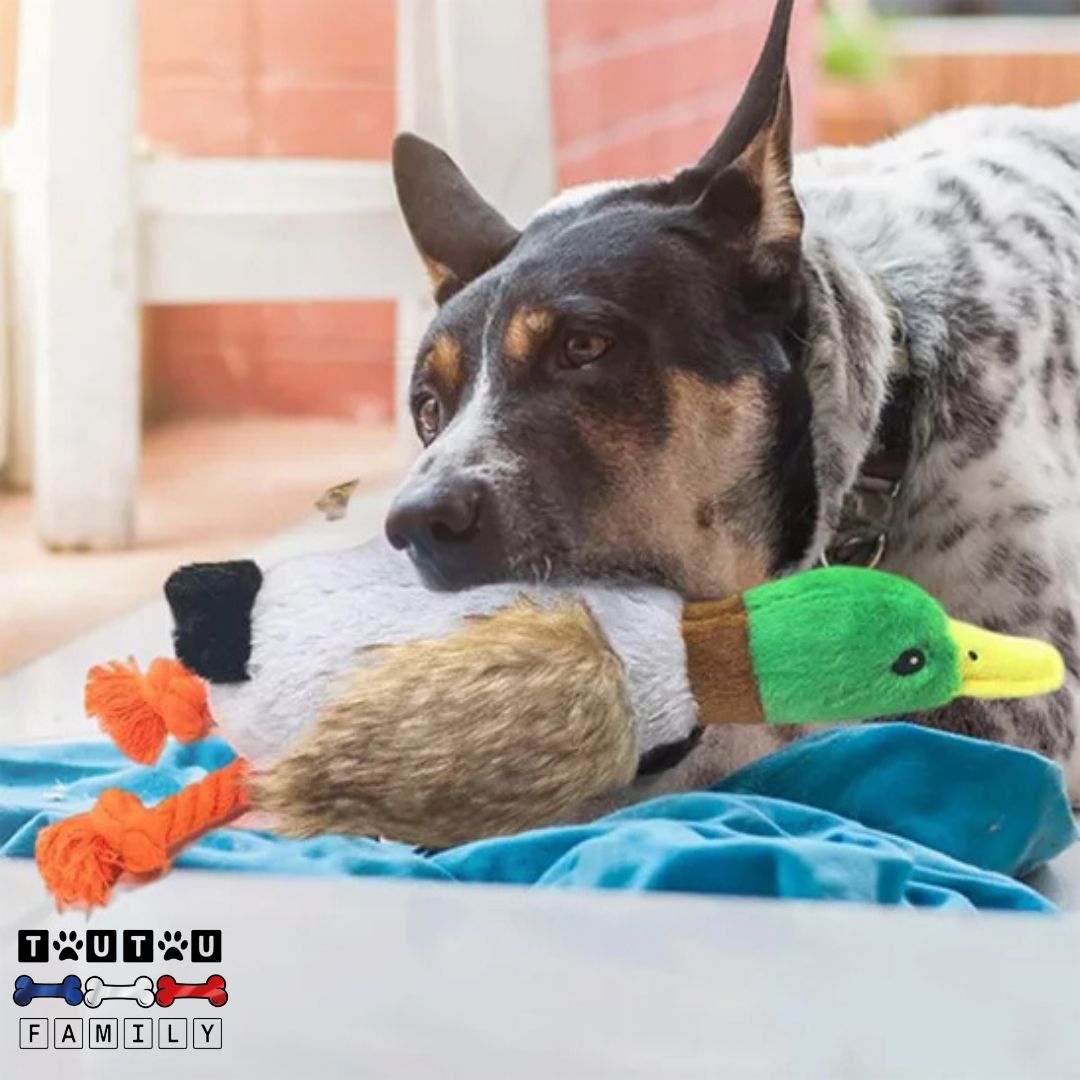 peluche-pour-chien-canard-jeu-interactif-un-chien-couché-qui-mord-dans-sa-peluche-canard-qui-couine
