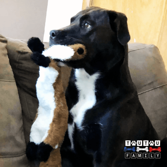 peluche-indestructible-pour-chien-doudou-solide-avec-couineur-et-corde-pour-chien-n-labrador-avec-sa-peluche-renard-dans-sa-mâchoire