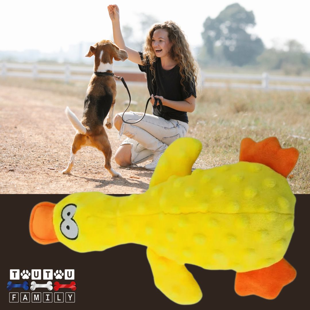 Peluche-pour-chien-couineur-canard-jaune un basset qui joue sur la plage avec sa maitresse et la peluche canard jaune