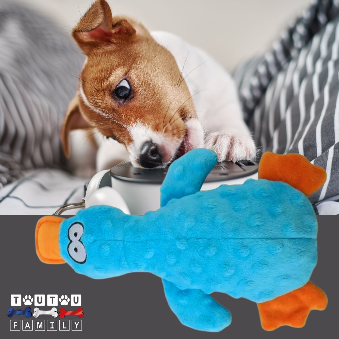 Peluche-pour-chien-couineur-canard-bleu un jack russell qui mord avec sa peluche canard de couleur bleu et sonore