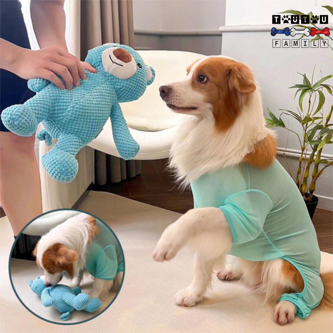 peluche-pour-chien-ours-bleu-doudou-chien-un-chien-de-petite-taille-qui-joue-avec-son-maitre-qui-tient-la-peluche-pour-l-attraper-et-jouer