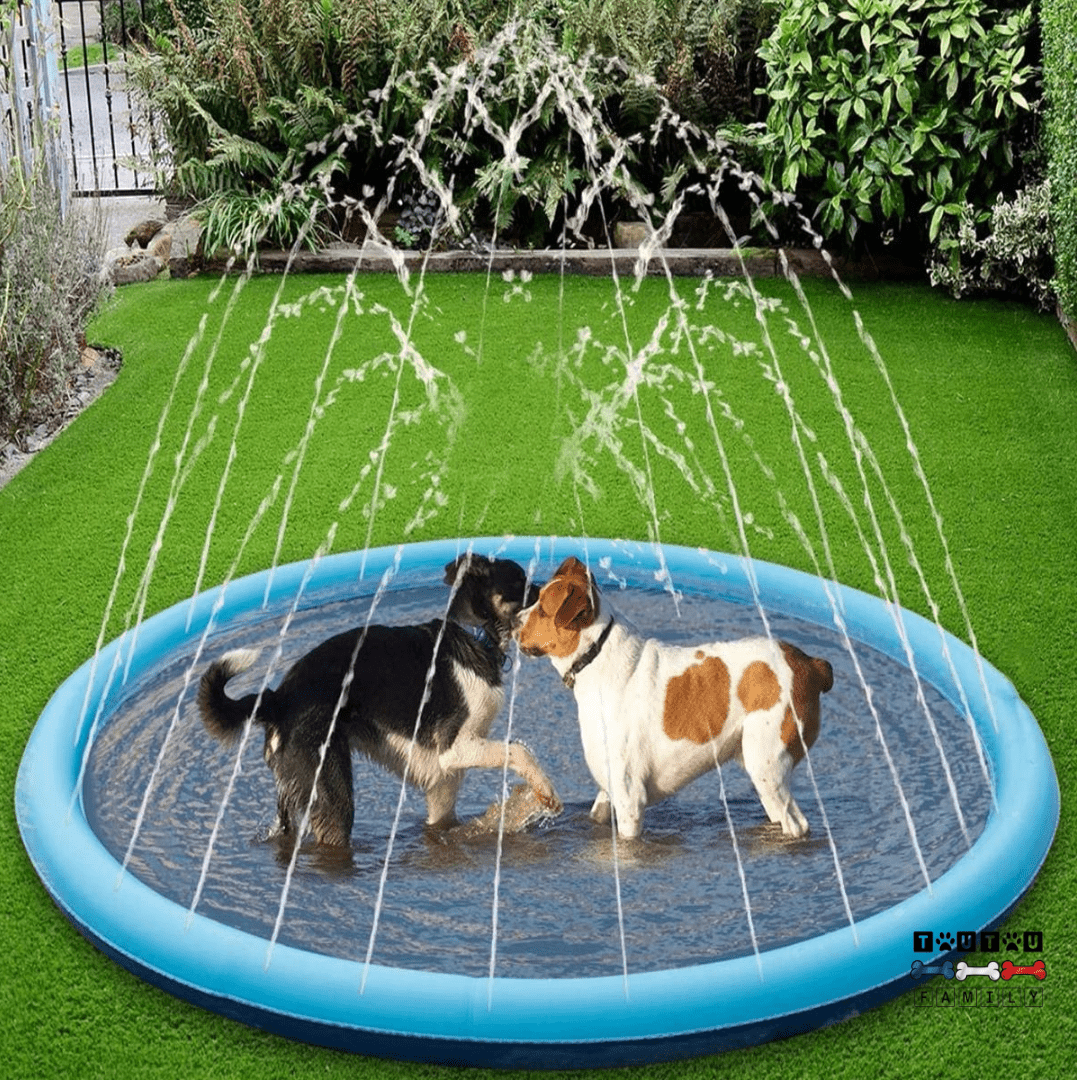 piscine-pour-chien-tapis-d-eau avec jet-installation instantané sans gonflage avec entrée pour le tuyau d'arrosage, fond antidérapant et résistant aux griffes-pliable et légère idéal pour les périodes estivales de grosse chaleur-deux petits chiens qui se rafraichissent dans la piscine plate comme un tapis d'eau avec jets dans le jardin de la maison en été