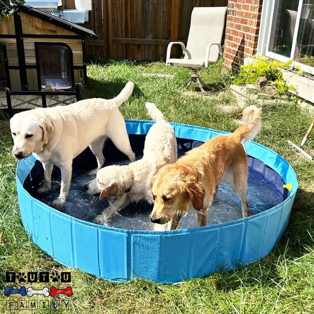 Piscine-pour-chien-xl-3-grands-chiens-qui-jouent-et-se-rafraichit-dans-la-piscine-rigide-xl-avecbouchon-de-vidange