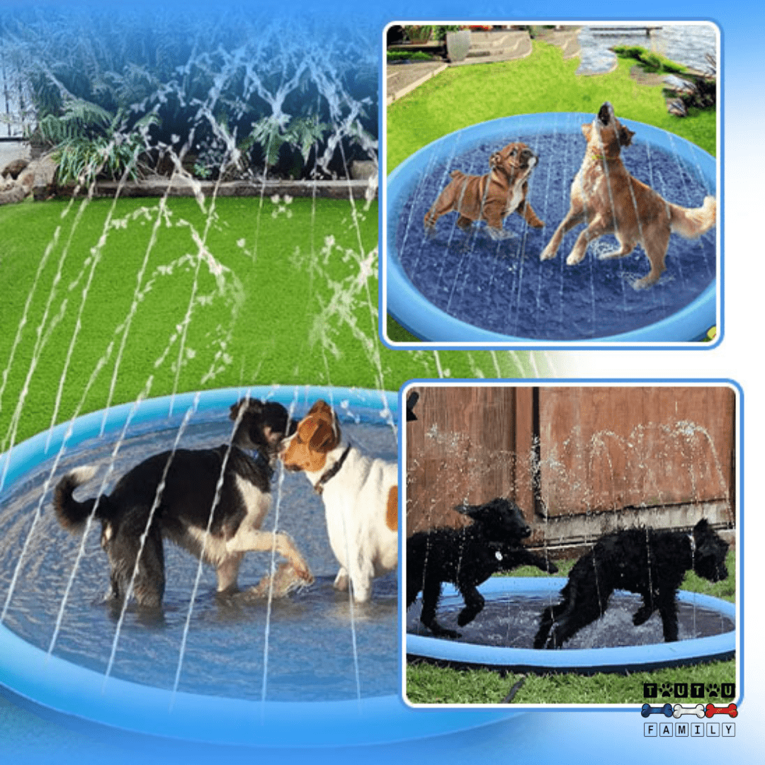 Piscine pour chien - SplashToutou™