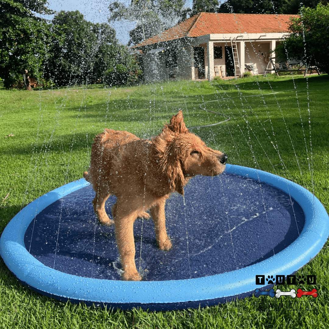 piscine-pour-chien-tapis-d-eau avec jet-installation instantané sans gonflage avec entrée pour le tuyau d'arrosage, fond antidérapant et résistant aux griffes-pliable et légère idéal pour les périodes estivales de grosse chaleur-un chien qui se secoue tout heureux dans la piscine plate comme un tapis d'eau avec petit jet dans le jardin de la maison en été