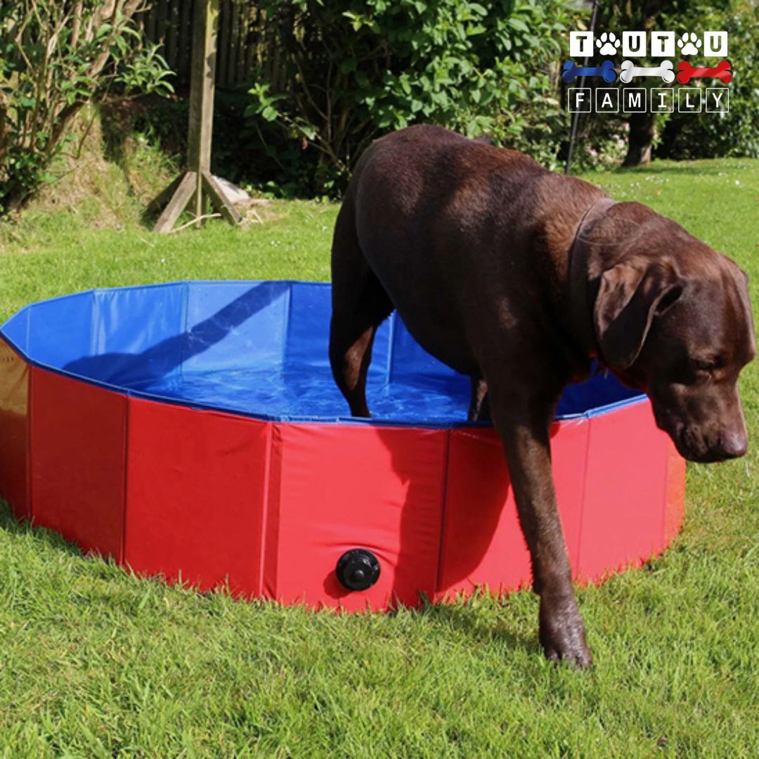 Piscine-pour-chien-camping-pliable-transportable-rigide-un-labrador-qui-sort-facilement-de-la-piscine-avec-hauteur-adaptée-pour-tous-les-chiens-4-tailles-disponible-du-S-au-XL