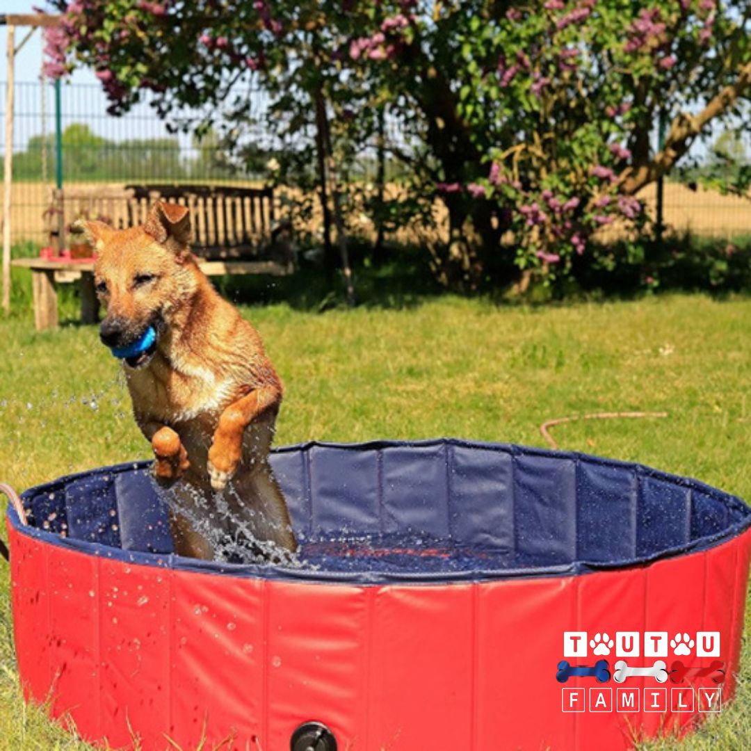 Piscine-pour-chien-jeu-aquatique-un-chien-heureux-qui-saute-dans-la-piscine-pour-se-rafraichir-avec-sa-balle
