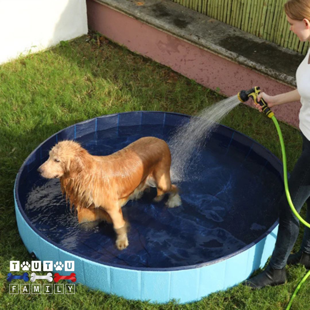 Piscine-pour-chien-bain-un-golden-dans-la-piscine-résistante-au-paroi-rigide-arroser-par-sa-maitresse-avec-le-jet-pour-le-toilettage-en-extérieur