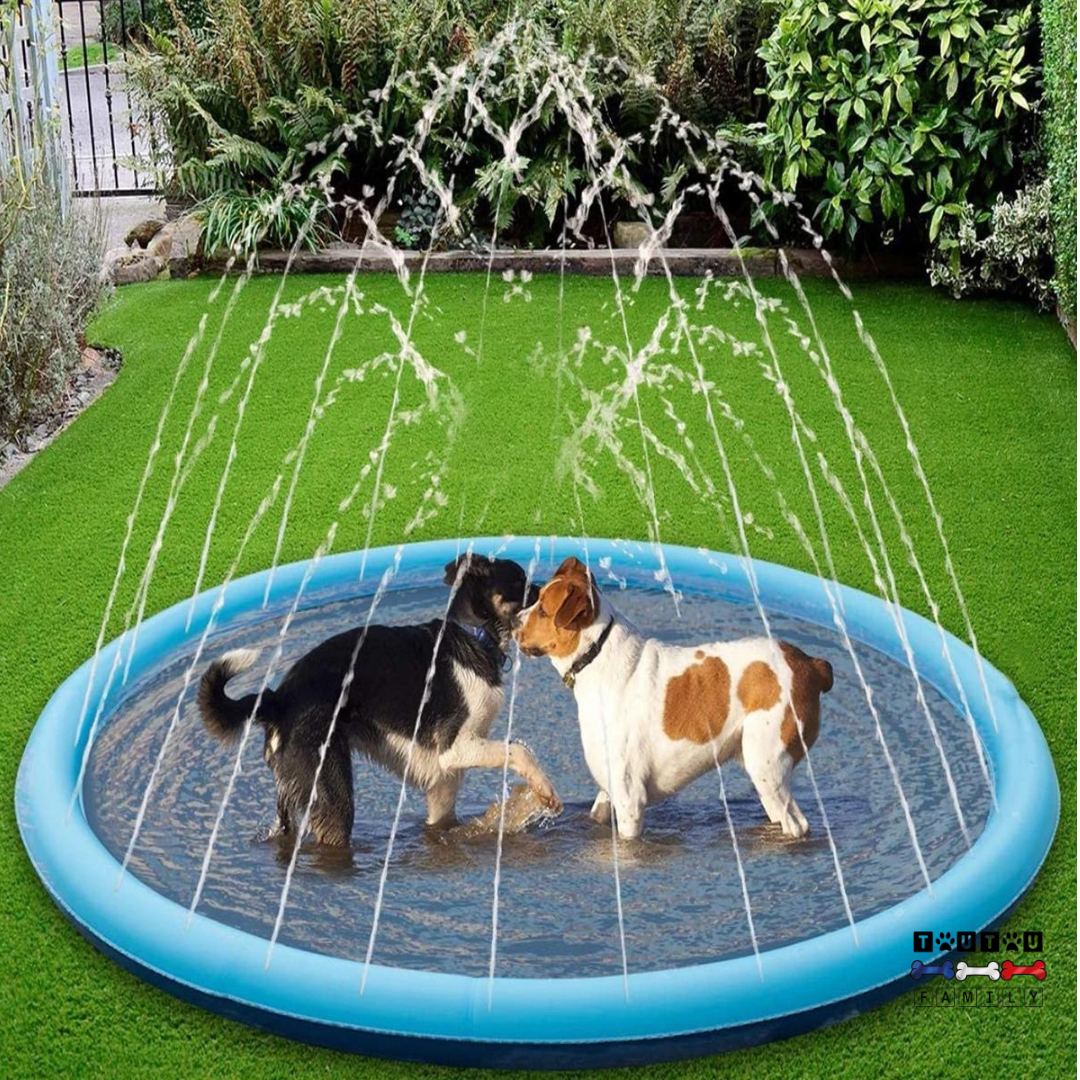 Piscine pour chien - SplashToutou™