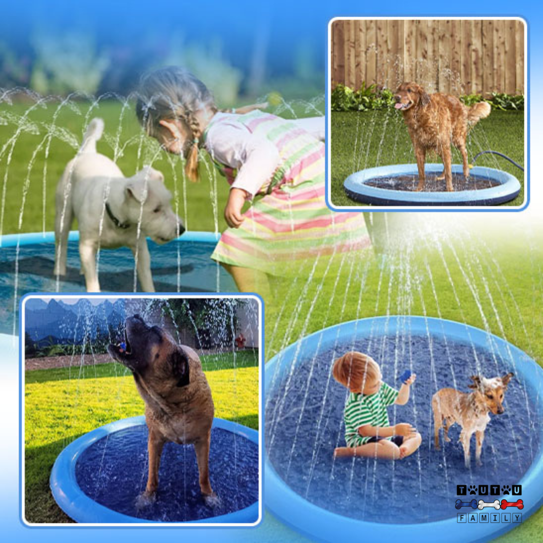 Piscine pour chien - SplashToutou™