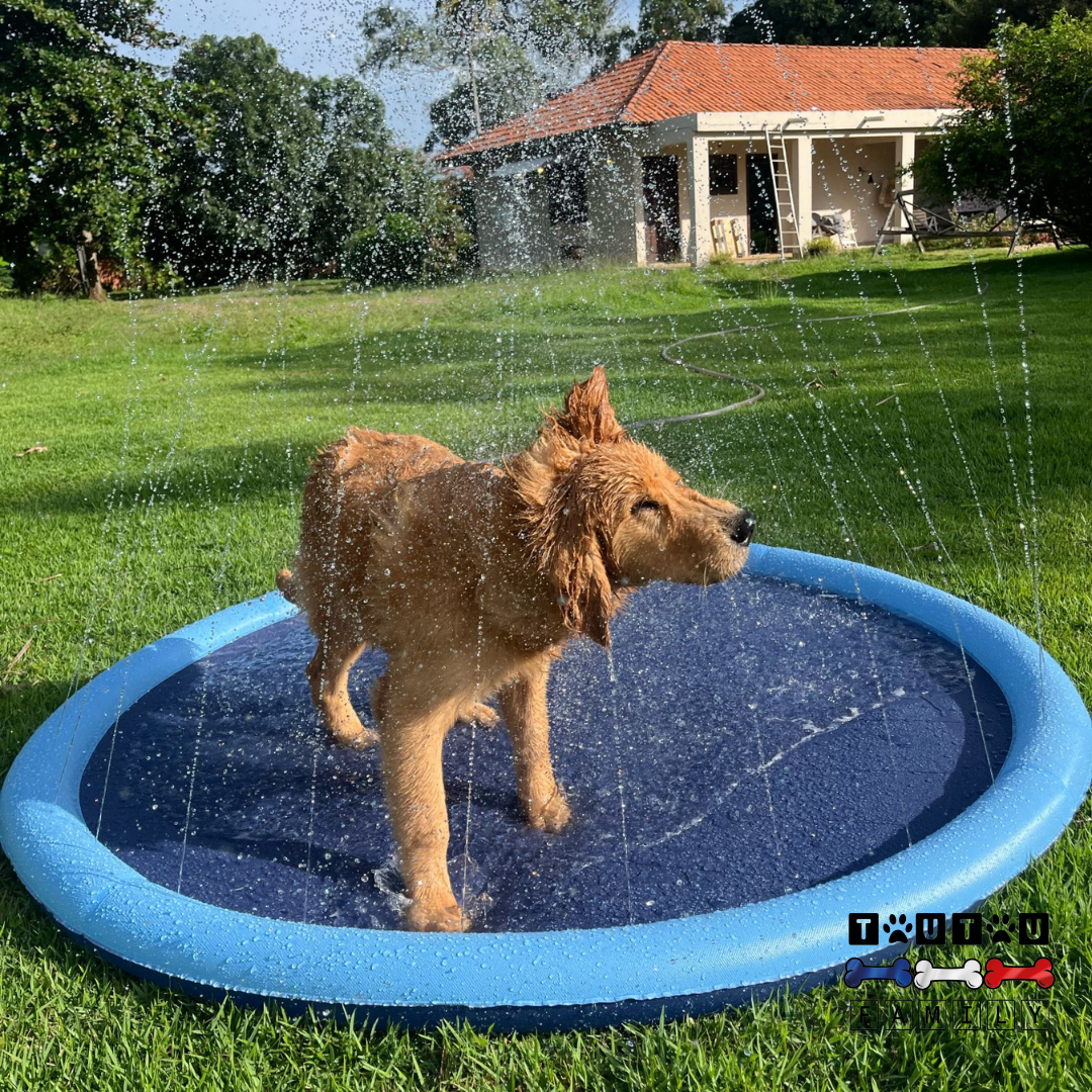 Piscine pour chien - SplashToutou™