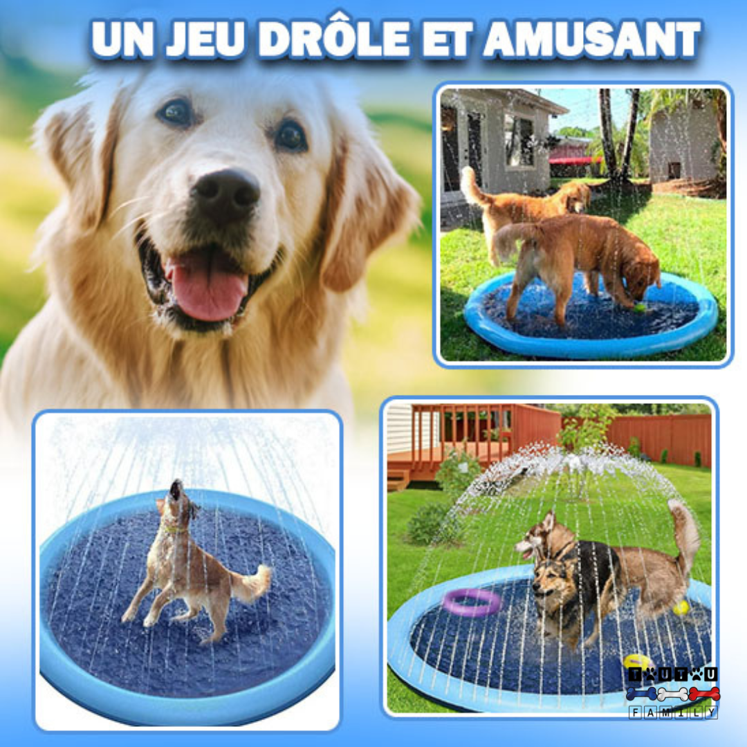 Piscine pour chien - SplashToutou™