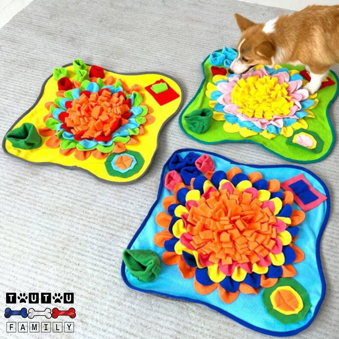 tapis-de-fouille-chien-alimentation-un-chien-de-race-corgi-qui-découvre-les-trois-tapis-de-fouille-de-differetes-couleurs
