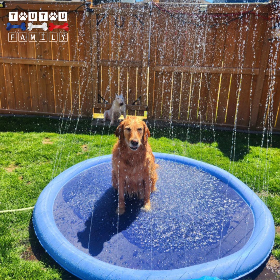 tapis-d-eau-pour-chien-avec-jets-un-chien-qui-se-rafraichit-sur-le-tapis-d-eau-avec-jet-qui-se-transforme-en-piscine-pour-chien-et-pataugoire