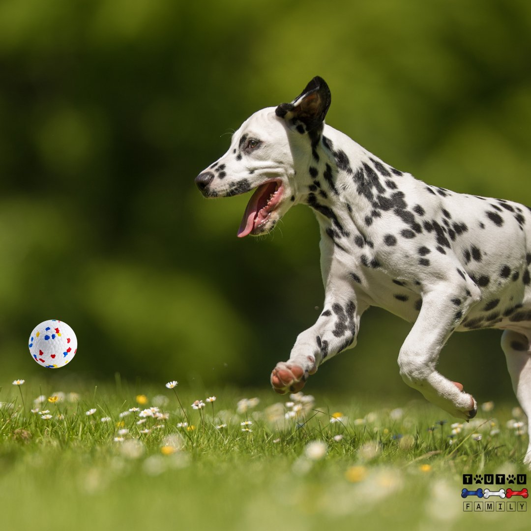 Jouet indestructible pour chien/ Resistoutou™ - Toutoufamily