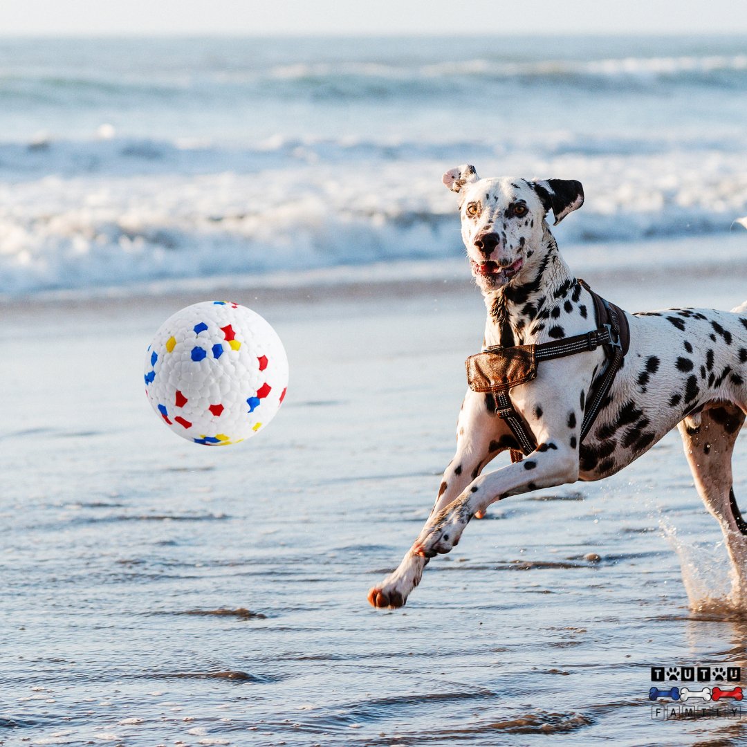 Jouet indestructible pour chien/ Resistoutou™ - Toutoufamily